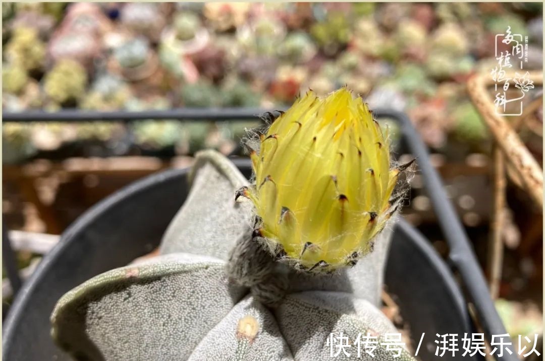 遇见即美,花事未荼蘼!种一桌子多肉,看花开花落!