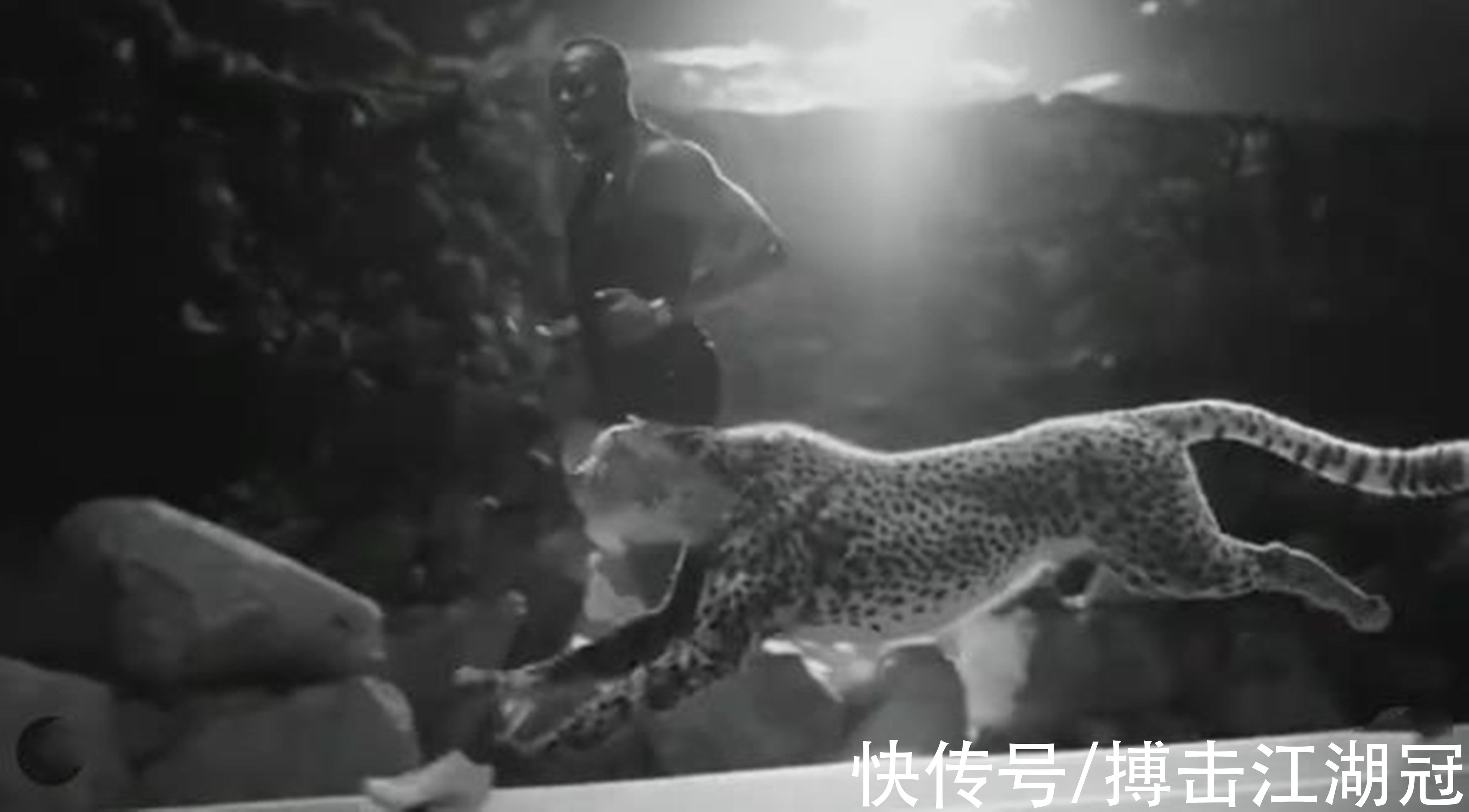 击败|闪电博尔特轻松击败猎豹，这一幕在短片中实现，编者：现实不可能
