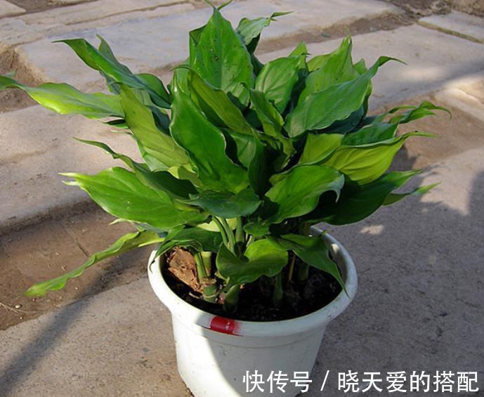 油绿|6种绿植大气上档次,适合客厅养护,好看好养又吉祥