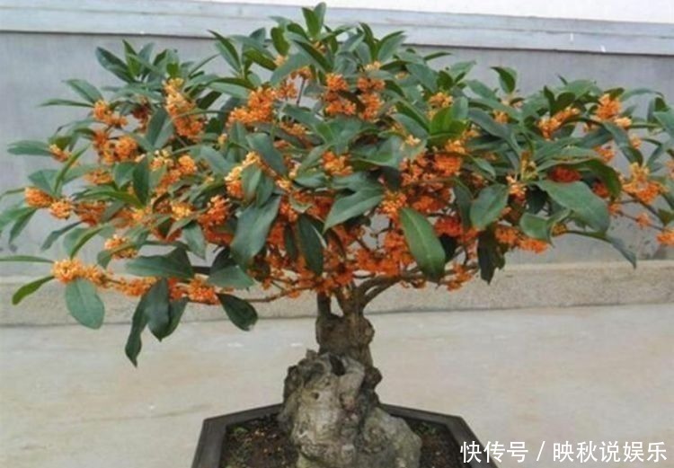 三角梅|几款花卉养在家里,繁花似锦,花大色艳很漂亮