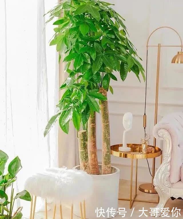 夏天养发财树,记住四个“不”,叶子绿油油的,越养越招财