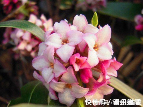 这5种花卉盆栽,美丽又好闻,花期长,花量大,给家里满屋馨香