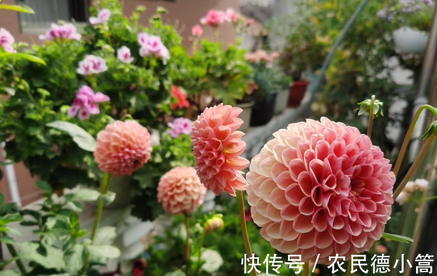 大红色|露台、小院可养一种花，花比碗口大花色鲜艳，开不停