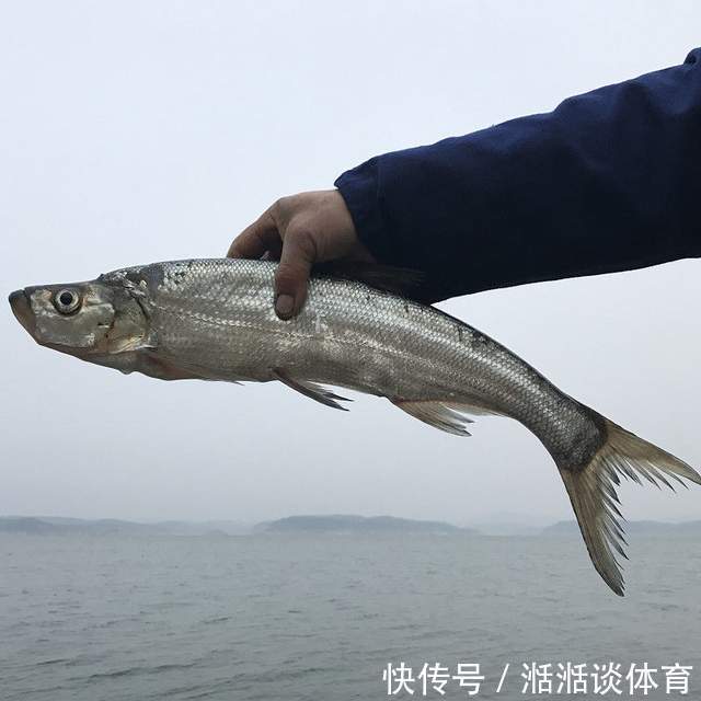 “泥鳅钓鱼”为何人人喊打?3天钓空水库,比电鱼危害还大?