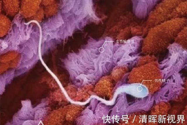 卵子|10月胎儿形成全过程,8张图带你了解真相,感受生命的奇迹