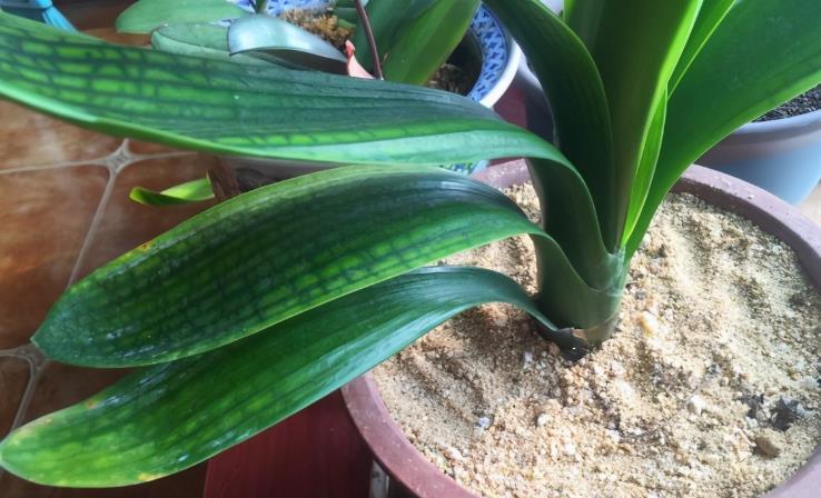 花友|河沙养花“有3大妙用”:配土透气性好、育苗和扦插成活率高