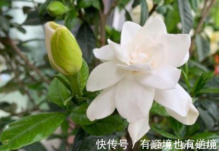 迷人|阳台再小也必须养的4种花,一年开花300天,层层交叠,烂漫迷人眼