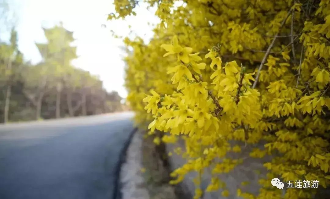 春日好时光，听花开的声音