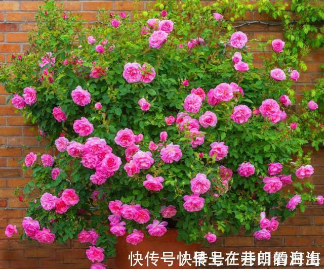 天冷|天冷了,15种漂亮花喜欢“大太阳”,多晒长得壮,花更多