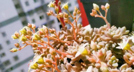 开春多肉长花箭,剪掉好还是保留好?教你正确处理!