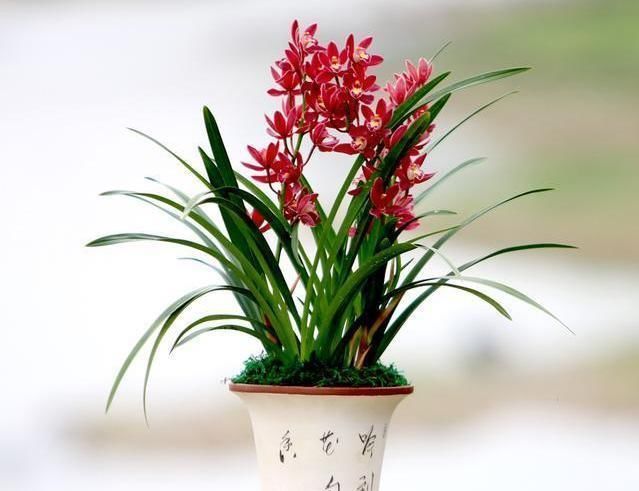 健壮|它是兰花极品,比玫瑰好看,比茉莉还香,家里放一盆,满屋花飘香