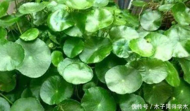 爆盆|3种花适合水养,扔水里就能活,长势猛,一个月就爆盆!