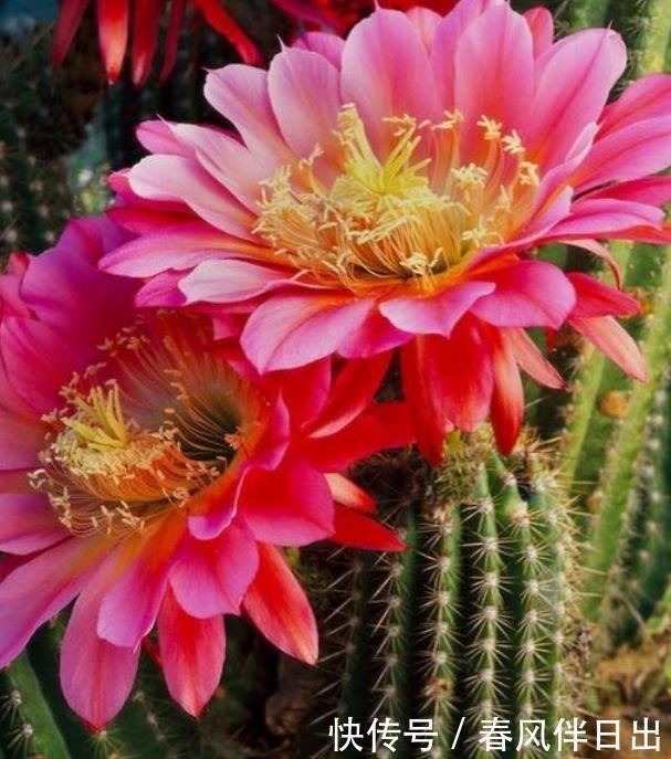 正月二十六,养上这4种花,五颜六色开不停,家里变花海!