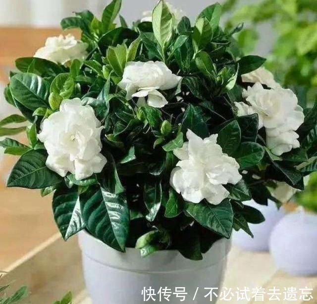 种花|7前，这3种花最适合扦插，“养不死”易爆盆，叶绿花还多