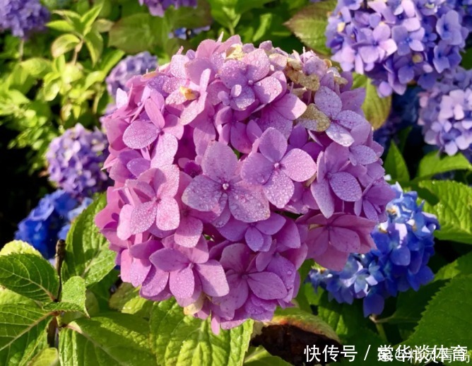 酸性|天生爱淋雨的花，多淋几次，连肥料都省了