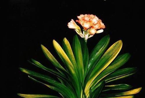 君子兰黄叶不用慌，重新配个土，养一个月就能变绿