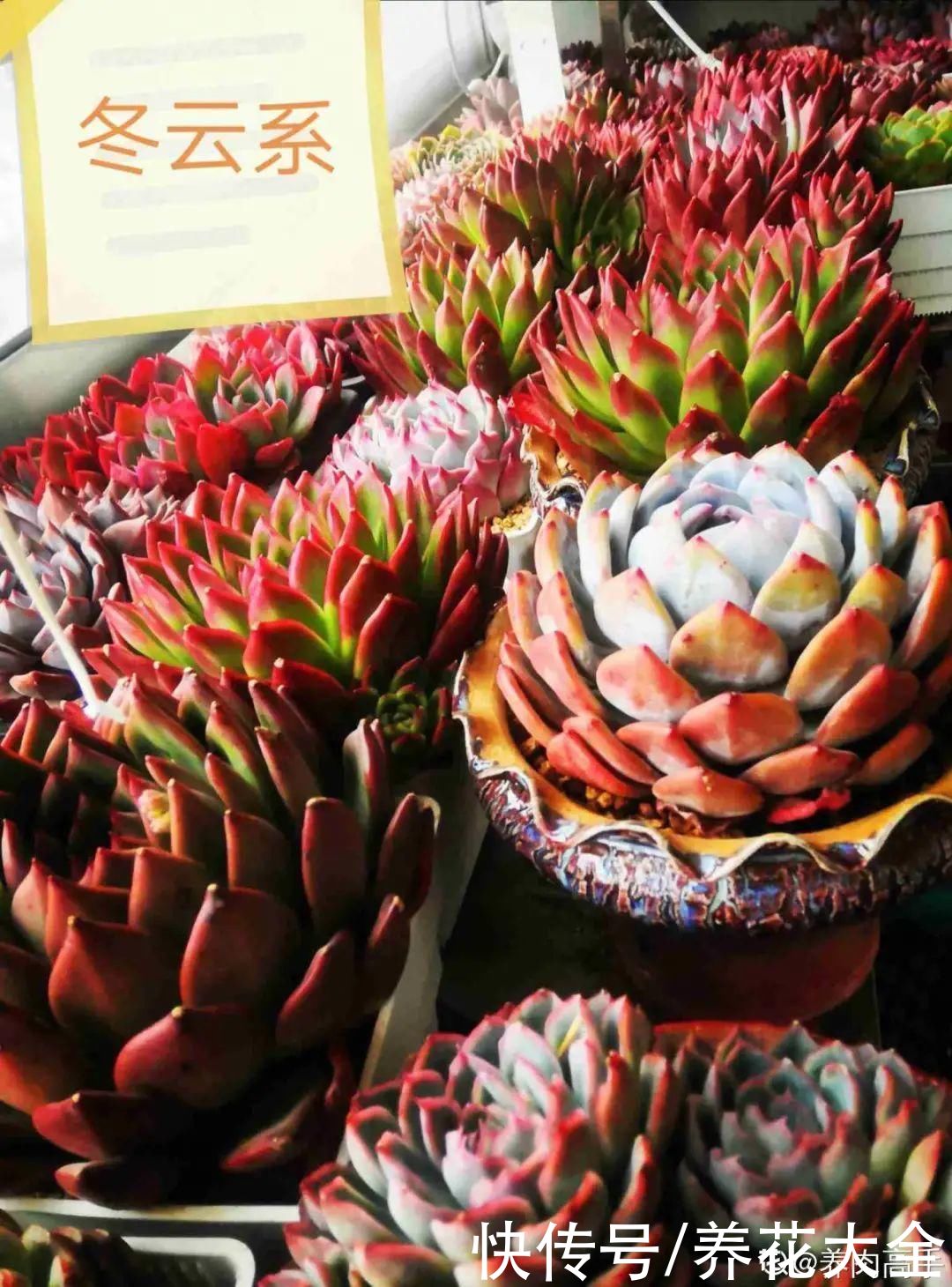 春天的多肉,长成一把大大扇子,看着就是爽