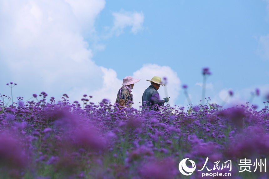 贵阳高坡 花开梦幻云顶花海引客来 粉紫色