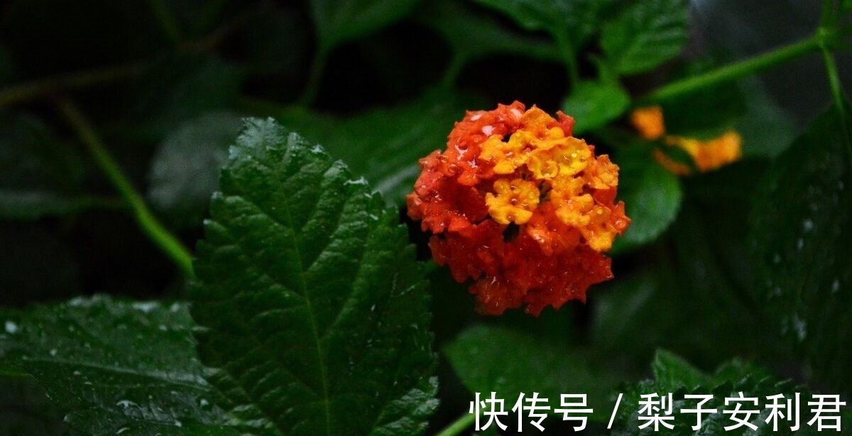 豆花|两首秋雨古诗词，两种不同的意蕴，哪一首能够打动你