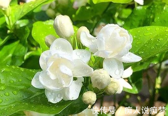 养茉莉花，莫“偷懒”，稍微不注意，僵苗不生长