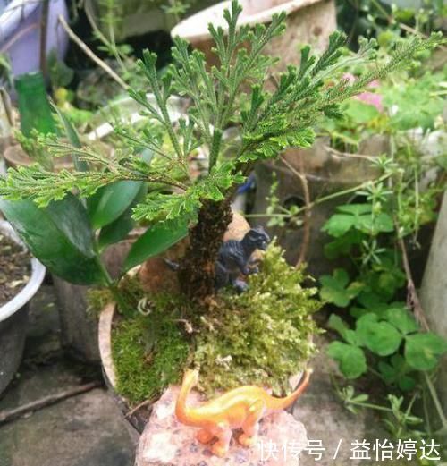 养卷柏无需花钱买幼苗，野外寻些带回家，这样处理制成漂亮盆景