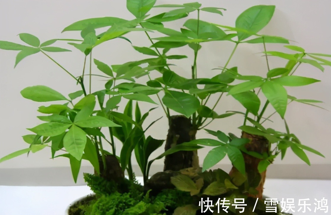 4种“吉利花”,被水浇死了不要扔,简单处理又能长满盆