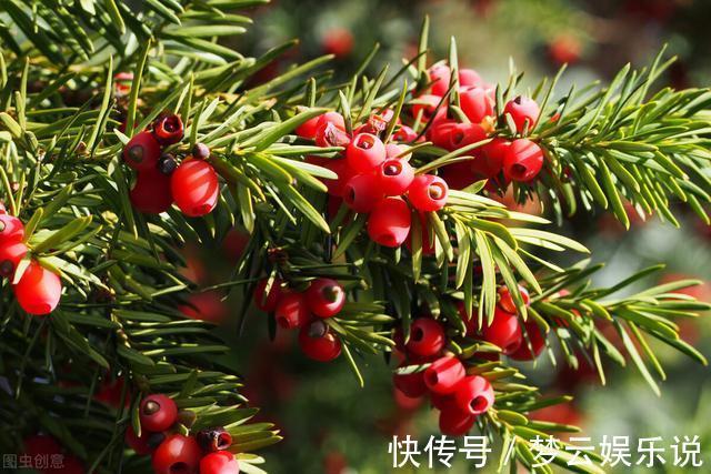 曝光封闭阳台养花的“黑名单”,养活难度大,该放弃就放弃