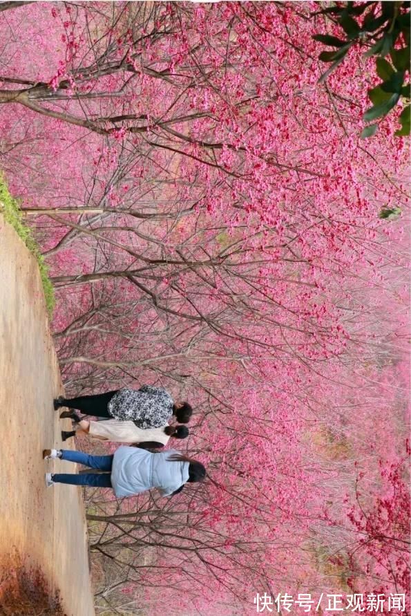 漳州|超梦幻!福建漳州的樱花开了