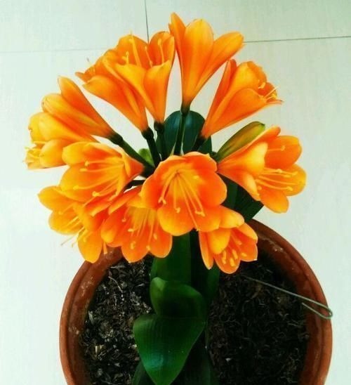 越来越多的养花人,用“它”来浇花,实用、啥都能养活