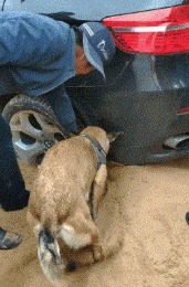 |搞笑GIF: 看着都觉得尴尬 下次就别在这种场合秀身材了