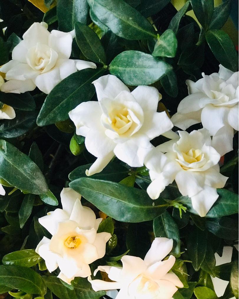 农村常见的花,摘下来还能做菜吃,味道比鸡肉还鲜美