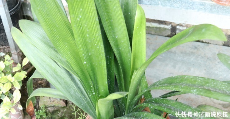 植株|5种花干养最好,植株健壮能开花,湿养会送命!