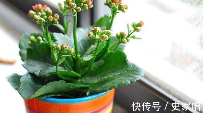 家里有此4种花,安全过冬有技巧,越勤快越容易死,快瞧瞧吧