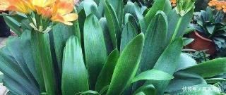 花卉|花盆里垫点这东西,营养土都不用买,养花全年不烂根