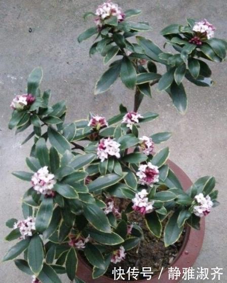 比“香水”还要好闻的这2种花,家里养一盆,满屋“香喷喷”