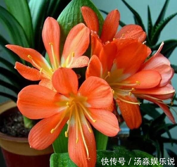 君子兰这样养,一年开花多次,掌握方法很重要!