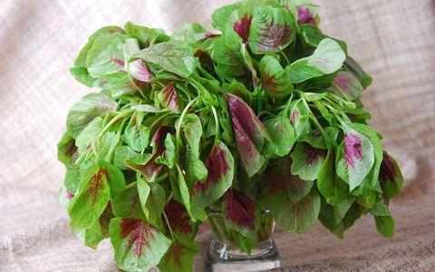 大山珍|農村不起眼的9大山珍，認識4個以上，說明你是真正的農村人！