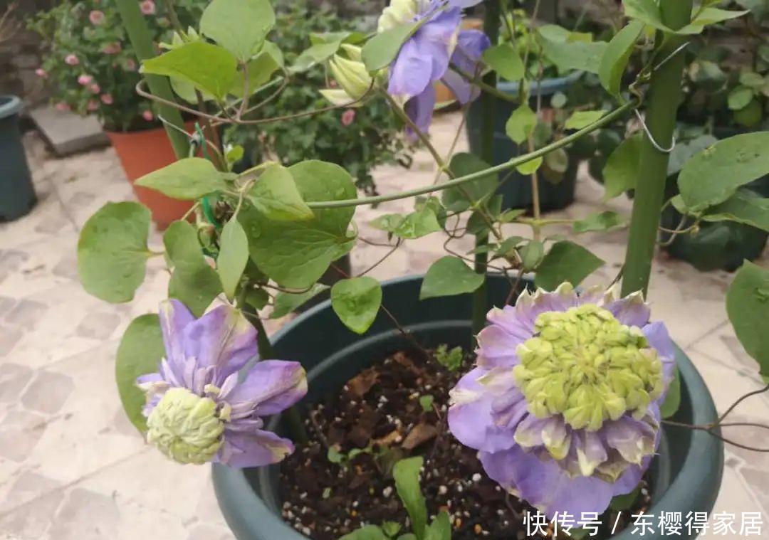 品种|6月份扦插,选好合适的植物品种,沾土、泡水都能活