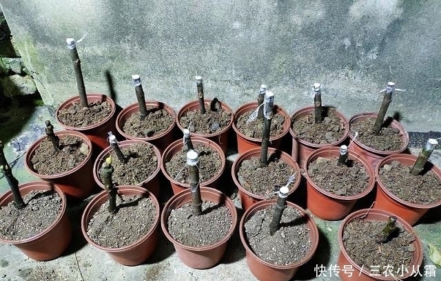 这种水果,一根枝条埋土里,秋天就挂果,来年果子“吃不完”