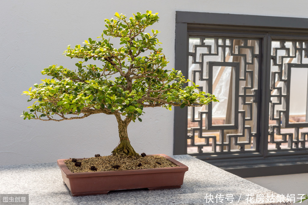 施肥|树木盆景是怎么矮化的?8个方法助你的盆景成为“活着的艺术”