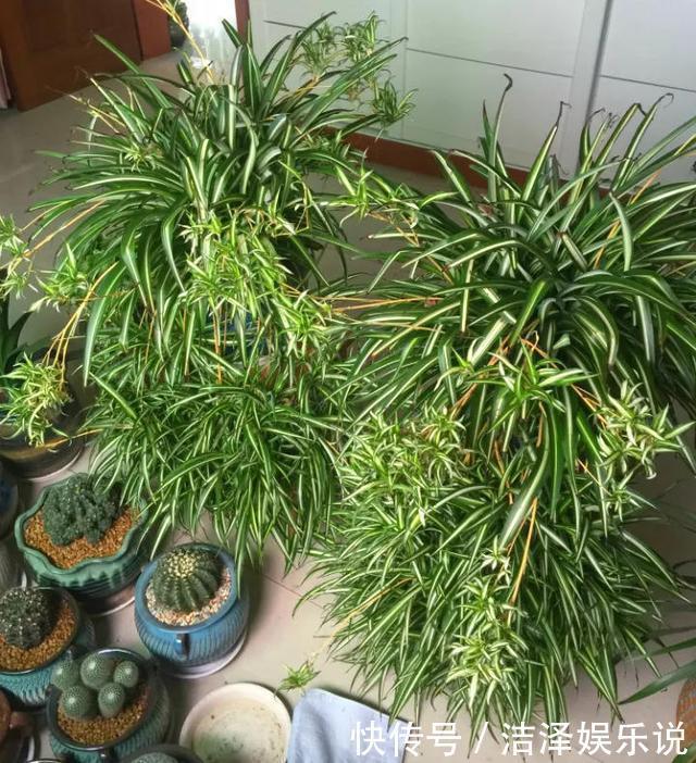 爆盆|盼着雨天来,4种花“淋淋雨”,蹭蹭长爆盆,比施肥还长得快