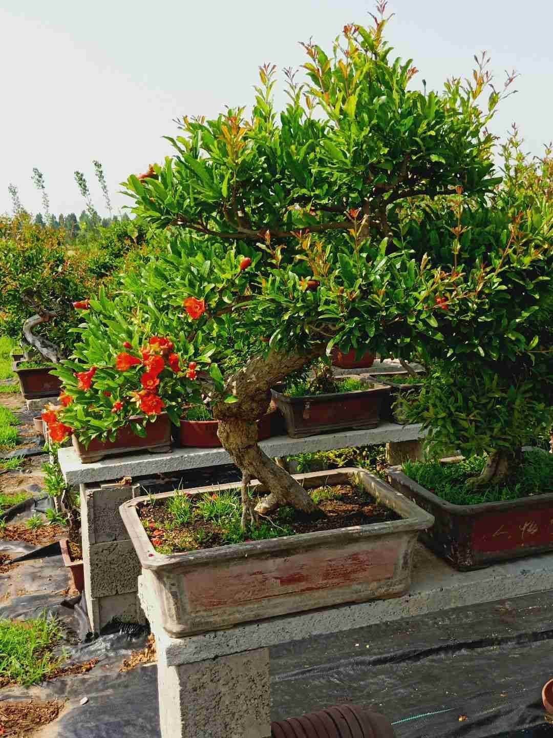 “吉树入吉宅,富贵自然来”,家里的6种树类盆栽,好看又吉祥