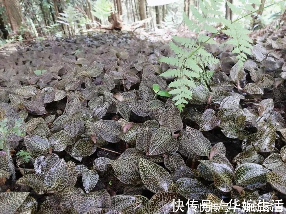 金线莲|此草一斤上千元，在民间被誉为“草中黄金”，真有那么神奇吗？