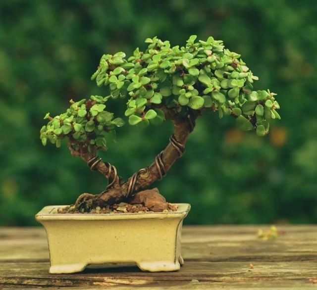 种花|这“三种花”遇水就疯长,越养越“贵气”,古代大户人家最爱养