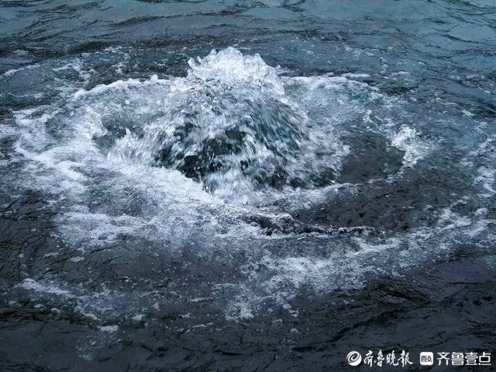 泉水|济南喷涌最高的泉水，快一米高了！