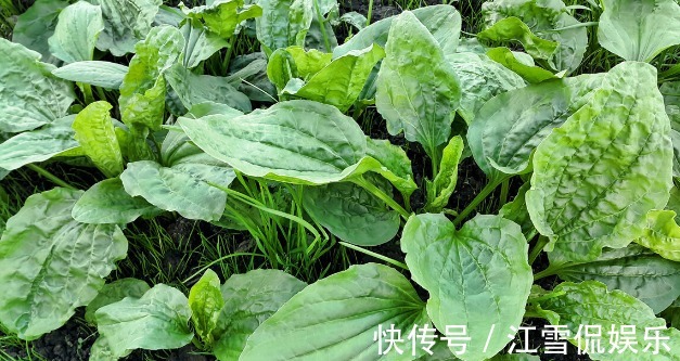 野菜|开春挖野菜，送你“野菜大图鉴”，教你轻松识别20种野菜