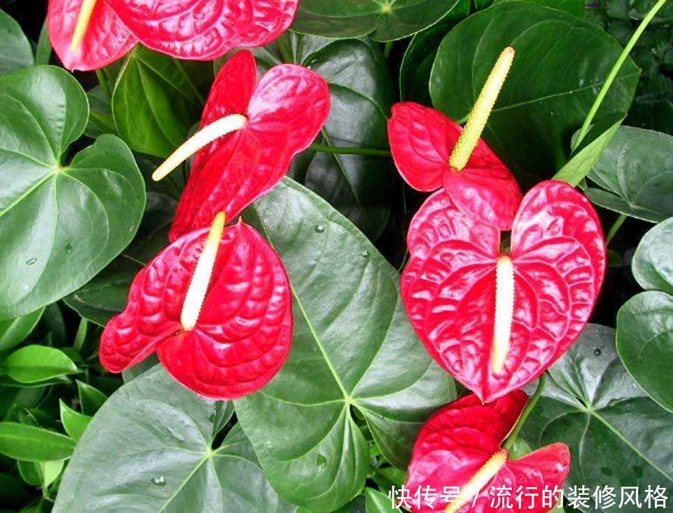 红掌|偶尔让红掌“吃吃醋”也是好事,叶儿大、花儿肥,冬天长得好
