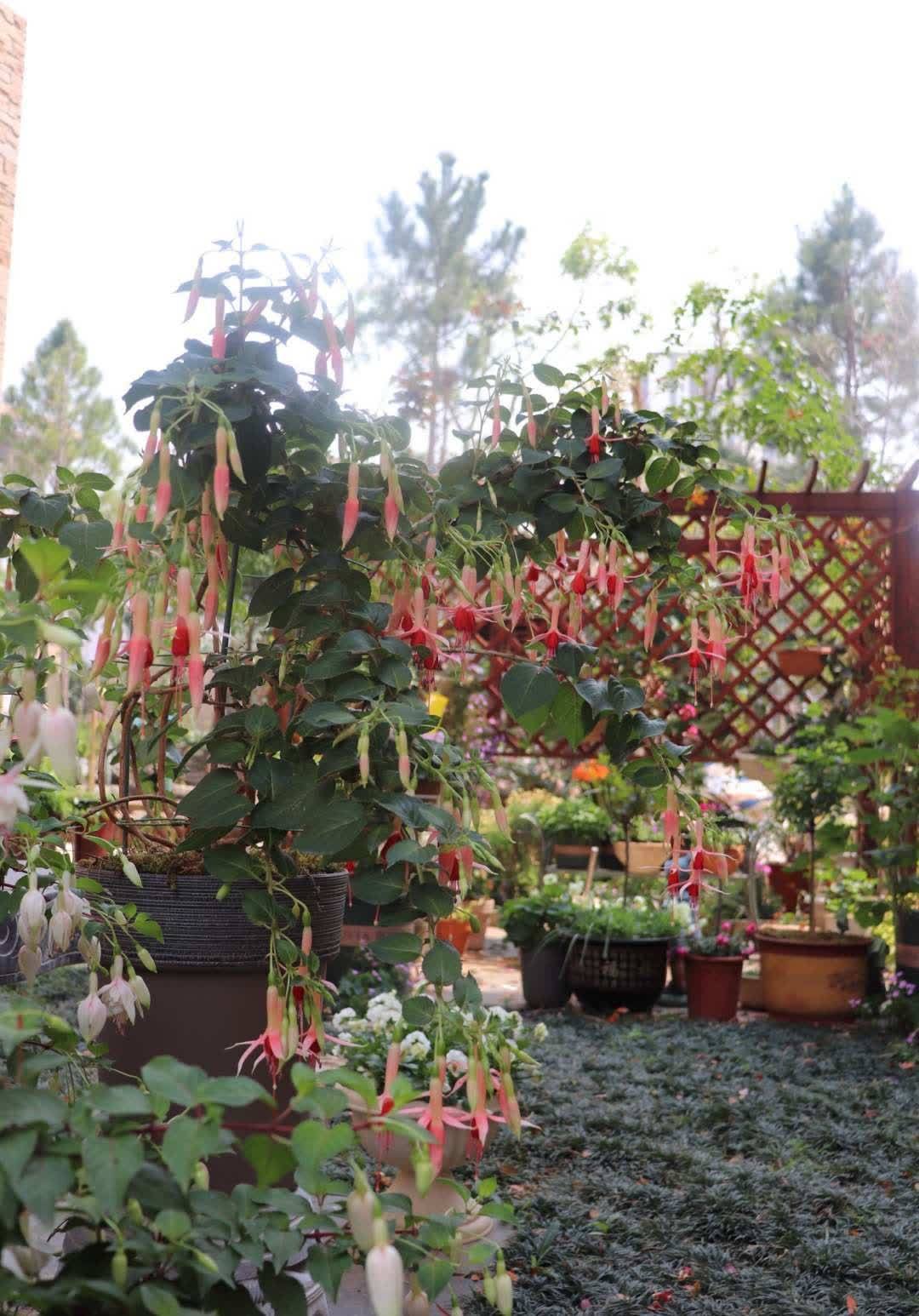 “最累”的8种花,花开连续几个月,一次开花几百朵