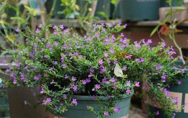 一款很耐热的盆栽花 适合夏天种 终年常绿 四季开花 值得入手 粉紫色 一款很耐热的盆栽花 适合夏天种 终年常绿 四季开花 值得入手 粉紫色