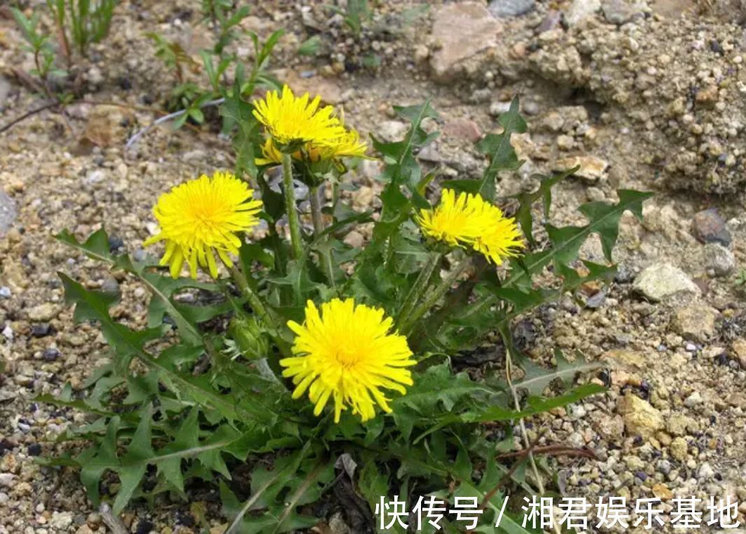 凉拌蒲公英|蒲公英的叶子、根茎、花泡水喝,作用是否一样呢请记住两个不喝